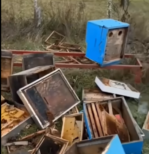 MEČKA ULETELA U KOŠNICE I OSTAVILA IZA SEBE RUSVAJ Vlasnik ne zna šta ga je snašlo (VIDEO)