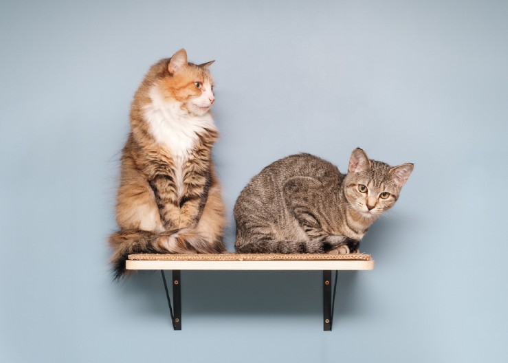 NE VERUJETE? Evo zašto ljudi koji vole mačke nisu poput drugih