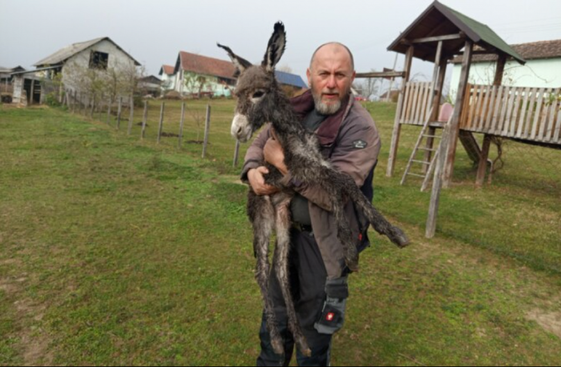 NA SVET DOŠLO MAGARE SA KRSTOM NA LEĐIMA Nesvakidašnja radost pod Kozarom (FOTO)