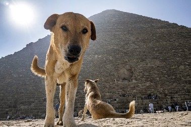 AU, PA DA LI JE OVO MOGUĆE? Misteriozni pas izazvao haos u Egiptu - niko nema pojma kako je dospeo na vrh piramide! (VIDEO)
