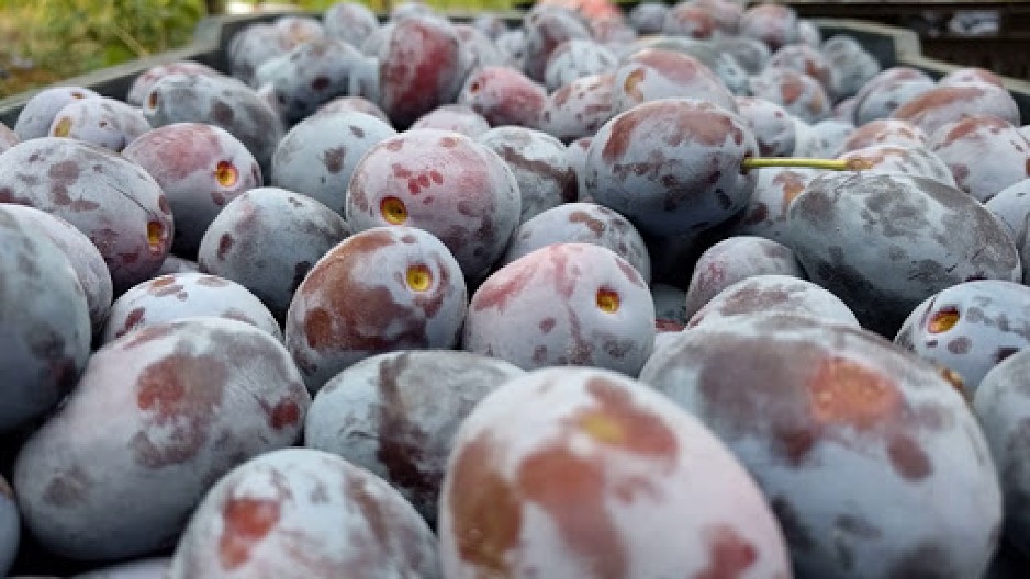 NAJBOLJA JE RAKIJA OD ČAČANSKE LEPOTICE Nema odmora za voćare, nakon berbe počela jesenja sadnja
