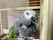 PAPAGAJ UMISLIO DA JE SPREJ ZA ČIŠĆENJE Pogledajte samo šta radi u kuhinji - ovo je urnebesno