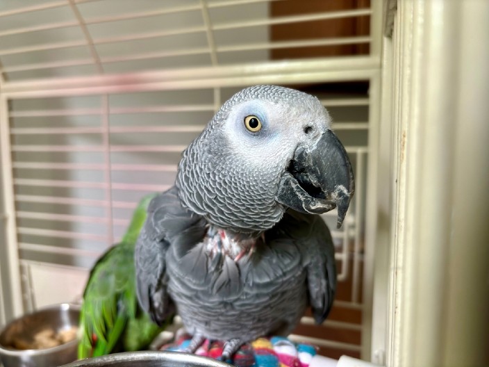 PAPAGAJ UMISLIO DA JE SPREJ ZA ČIŠĆENJE Pogledajte samo šta radi u kuhinji - ovo je urnebesno