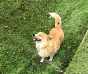 UTRČALI SU U SVOJE DVORIŠTE I ODLEPILI OD SREĆE Vlasnici zabeležili trenutak čiste radosti - video je hit