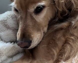 PRIJATELJSTVO IZMEĐU DVE ŽIVOTINJE ŠOKIRALO INTERNET Maze se, pozdravljaju i spavaju zajedno - ljudi u neverici gledaju snimak! (VIDEO)