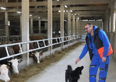 Jovo ima sistem – njegove krave muze robot, a one spavaju na dušecima i slučaju klasiku (VIDEO)