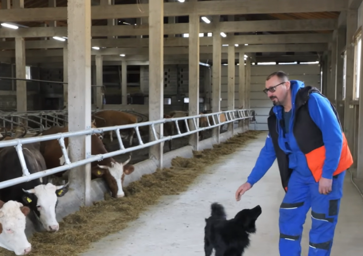 Jovo ima sistem – njegove krave muze robot, a one spavaju na dušecima i slučaju klasiku (VIDEO)