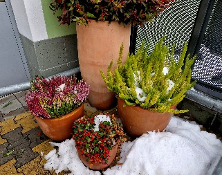 DVORIŠTE NE MORA DA BUDE GOLO SA PRVIM SNEGOM 6 biljaka koje podnose i najjaču zimu, lako se gaje, cvetaju i na minusu