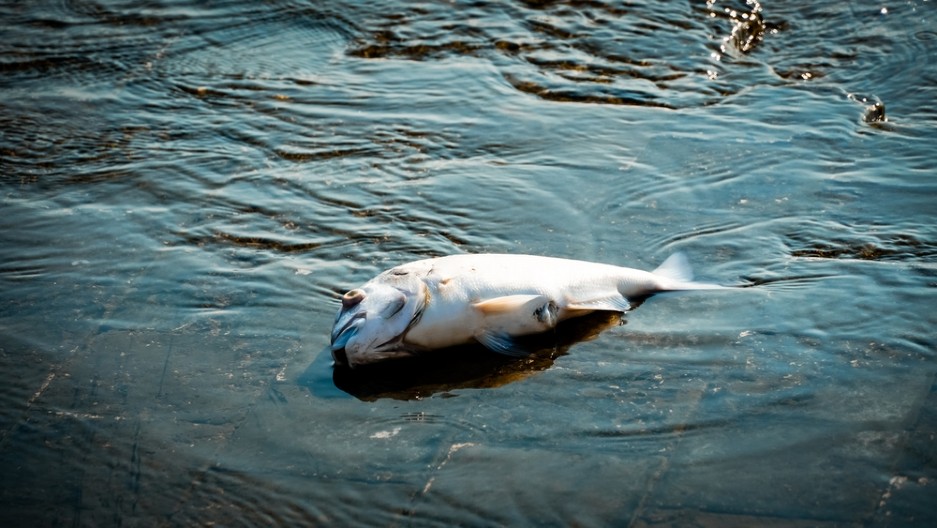 RIBA 'SUDNJEG DANA' NASUKALA SE U KALIFORNIJI 'Neki u strahu, ovo je već treći put ove hodine'
