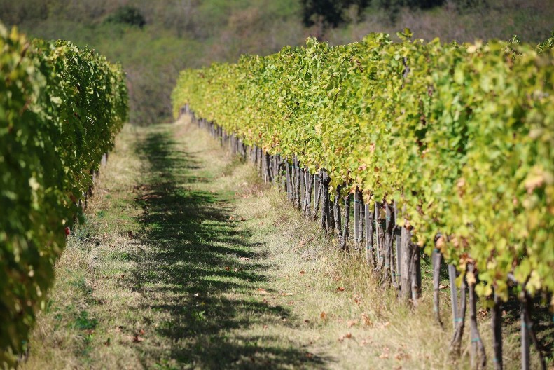 „Dunav osiguranje“ i Vinarija „Jovac“