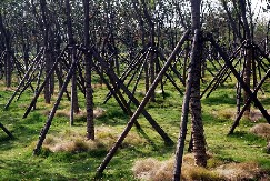 BUDŽET ZA POLJOPRIVREDU PODSTIČE VOĆARSTVO Država izdvaja sredstva za nove zasade