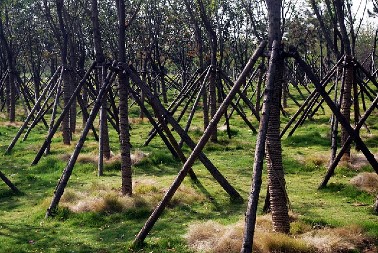 BUDŽET ZA POLJOPRIVREDU PODSTIČE VOĆARSTVO Država izdvaja sredstva za nove zasade
