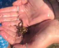 PUTOVANJE NA BALI ZAMALO DA SE ZAVRŠI TRAGIČNO Uzela morskog stvora u ruke, nije ni bila svesna smrtne opasnosti! (VIDEO)