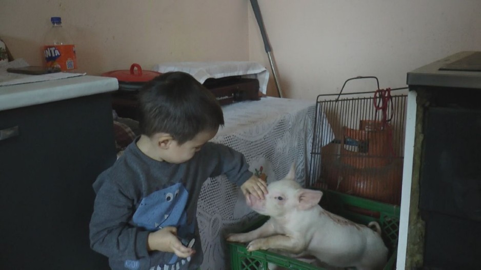 MALENI STEFAN SPASAO DVA PRASETA I TO SU IM SADA KUĆNI LJUBIMCI Porodici Levajac vatra progutala svinjac i štalu, sve im nestalo u dimu