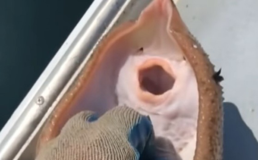 AU, DA LI JE OVAJ ČOVEK NORMALAN? Uzeo u ruke najotrovniju ribu na svetu, ono što joj je uradio ledi krv u žilama! (VIDEO)