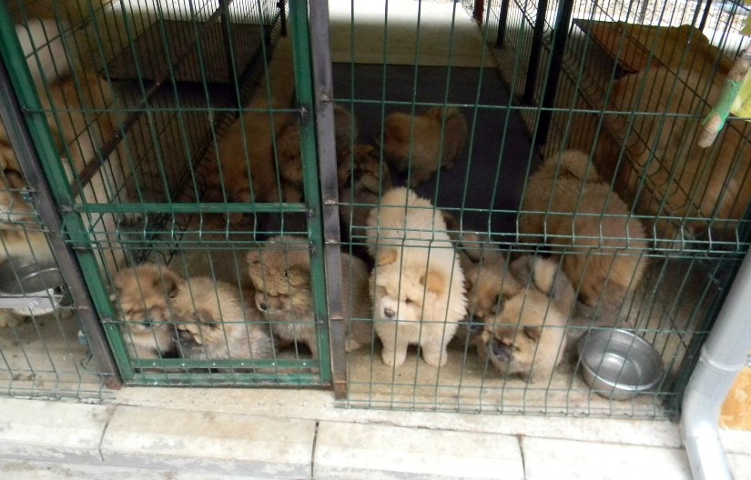 RASNE  PSE UZGAJAO ZBOG MEĐUNARODNE PRODAJE Sumnja se da se bavio  nelegalnom trgovinom i zlostavlјanja životinja na međunarodnom nivou