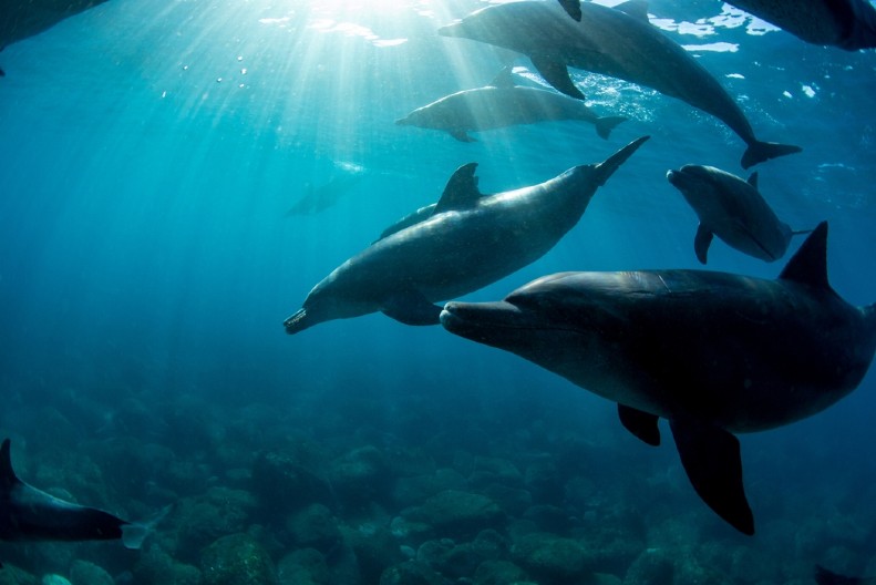 OSAM MRTVIH DELFINA PRONAĐENO NA OBALI CRNOG MORA Ruski naučni centar se oglasio