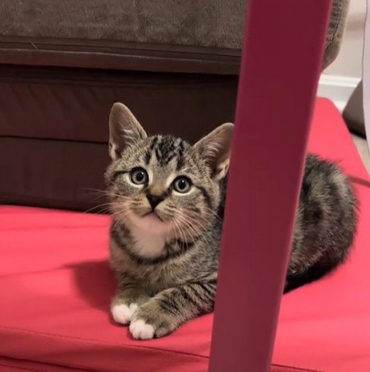 MAČE RAZNEŽILO 3 MILIONA LJUDI Ušuškalo se i zaspalo na neobičnom mestu, vlasnica ga jedva našla!