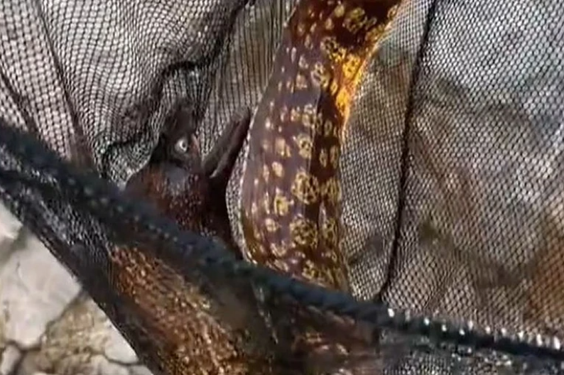 ULOVIO OPASNU I RETKU ZVER U CRNOJ GORI! Influenser uhvatio životnju koja može da naraste do 15 kilograma, a ima i otrov (VIDEO)