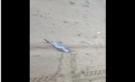 UŽASNI PRIZORI IZ RUSIJE Pronađeni leševi 10 delfina, uginuli zbog izlivanja nafte (VIDEO)