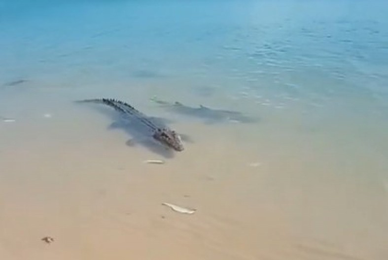 MORSKA ZVER ZUBIMA ŠČEPALA KROKODILA I NESTALA Turisti u neverici posmatrali dramu, da se naježiš! (VIDEO)