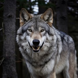 SLAVKO SLUČAJNO NALETEO NA GLADNE VUKOVE... Zastrašujuća scena u Srbiji (FOTO/VIDEO)