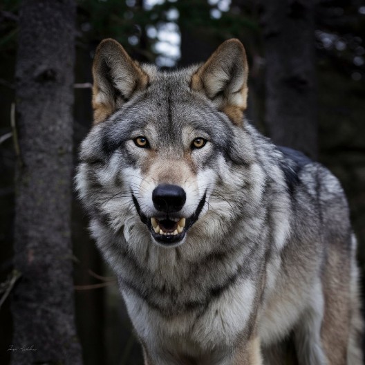 SLAVKO SLUČAJNO NALETEO NA GLADNE VUKOVE... Zastrašujuća scena u Srbiji (FOTO/VIDEO)