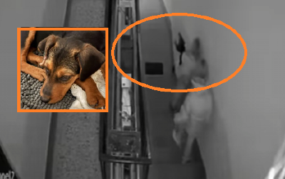 KRALJEVO NA NOGAMA ZBOG ŠTENETA MARTE KOJA JE POVREĐENA I BESPOMOĆNA Dve žene su je iznele po snegu iz skloništa, NE ZNA SE GDE JE (VIDEO)