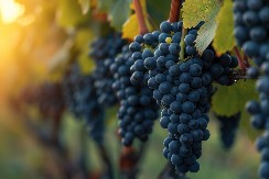 KAKO PRIVUĆI SREĆU U NOVOJ GODINI? Simbolika 12 grožđica, tradicija koja donosi prosperitet (VIDEO)