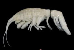 JEZIVO OTKRIĆE NA DNU OKEANA Pronađena nova životinjska vrsta, sablasni predator ubija i proždire pipcima! (VIDEO)