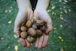 DOMAĆICE RAZOČARANE Cena oraha otišla u nebesa usred posta