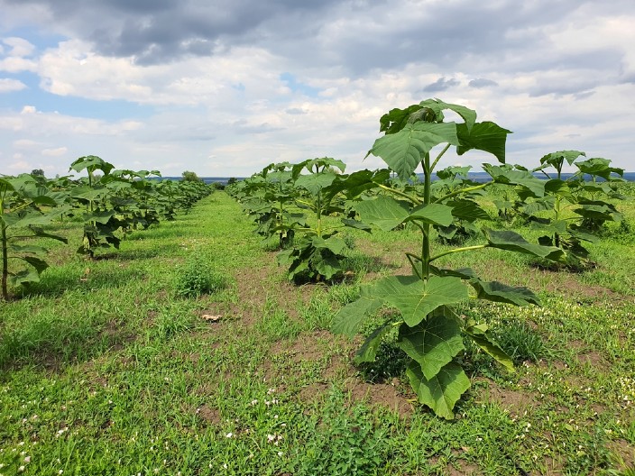 Paraćinac zasadio biljku koja donosi zaradu do 50.000 evra: Evo o čemu se radi