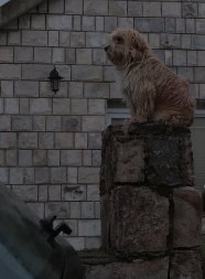 KAMEN DA ZAPLAČE: PAS MEDA UZALUD ČEKA UBIJENE DEČAKE Nikoga ne želi da vidi i okreće glavu od svih