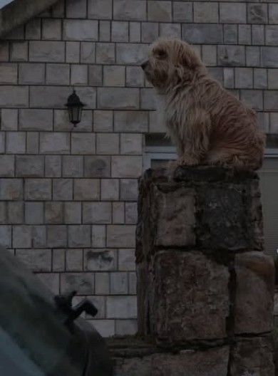 KAMEN DA ZAPLAČE: PAS MEDA UZALUD ČEKA UBIJENE DEČAKE Nikoga ne želi da vidi i okreće glavu od svih