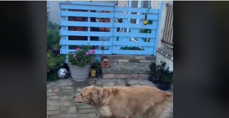 ZALJUBLJENI PSI POSTALI HIT NA INTERNETU Evo kako se pozdravljaju svakog dana, komšije u čudu!