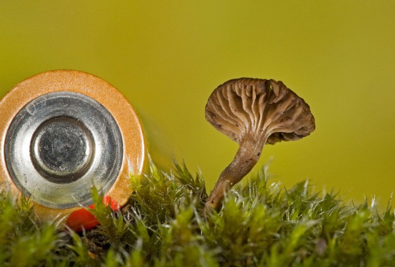 NAUČNICI IZUMELI BATERIJE NA PEČURKE Dobro ste pročitali