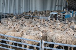 OPASNA ZARAZA ŠIRI SE MUNJEVITO Pojavila se u Nemačkoj, Britanci im blokiraju uvoz