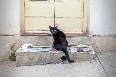 JEDNOSTAVAN TEST KOJI OTKRIVA VAŠU INTUICIJU Mačka na stepenicama, da li se penje ili silazi? (FOTO)