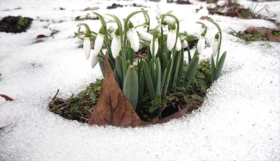ZAŠTO VISIBABE NKAKO NE SMETE UNOSITI U KUĆU? Simbolika i jezivo predanje koje prati ovaj cvet