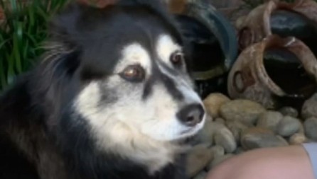 PAS HEROJ SPASAO BOLESNOG DEČAKA OD NAORUŽANOG PROVALNIKA Dramatičan obračun završio se pucnjavom! (VIDEO)