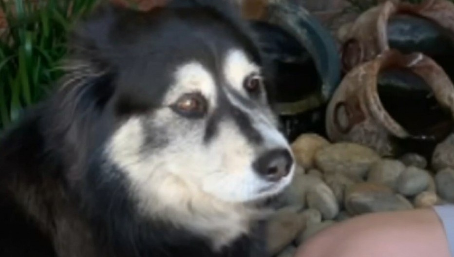 PAS HEROJ SPASAO BOLESNOG DEČAKA OD NAORUŽANOG PROVALNIKA Dramatičan obračun završio se pucnjavom! (VIDEO)