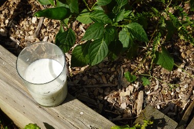 MLEKOM ĆETE PREPORODITI BILJKE Evo kako ga iskoristiti u zaštiti