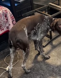 UHVAĆEN NA DELU Pas napravio haos, ali ono što je uradio posle – vlasnika ostavilo BEZ TEKSTA! (VIDEO)