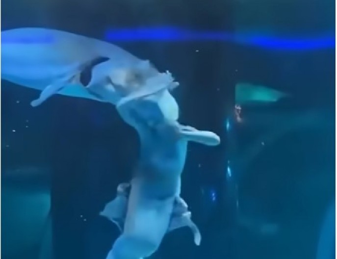 PUBILA U ŠOKU! Džinovska riba napala devojku koja je glumila sirenu ispred staklenog zida! (VIDEO)