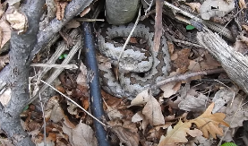 "DOĐE, POČNE NEŠTO DA ŠAPUĆE, A ZMIJE IZLAZE SA SVIH STRANA" Dejan je čuven u Čačku, a sada je otrovnicu uhvatio usred zime