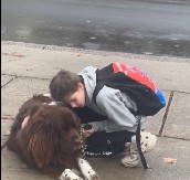 PAS JE PREKO NOĆI POSTAO POPULARAN Nije dao dečaku da ode u školu, a razlog je raznežio 5 miliona ljudi!