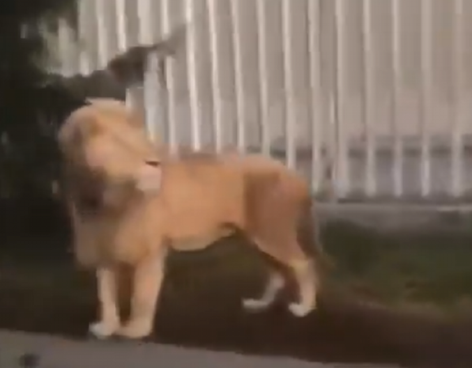 LAV JE POBEGAO I SLOBODNO ŠETA U OVOJ ULICI Panika među prolaznicima, scena je zastrašujuća (FOTO/VIDEO)