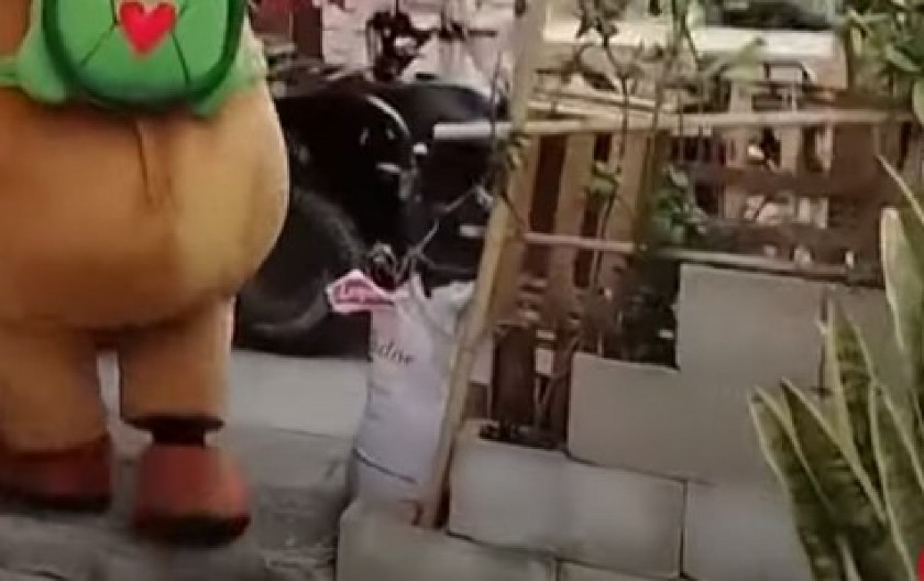 DA LI JE OVO NAJLUĐE HVATANJE KRIMINALCA IKADA? Kad vidite u koju životinju se maskirao policajac, plakaćete od smeha! (VIDEO)