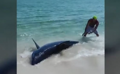 TELO TRUDNE AJKULE SE NASUKALO NA OBALU Mrtva životinja je bila UGROŽENA VRSTA