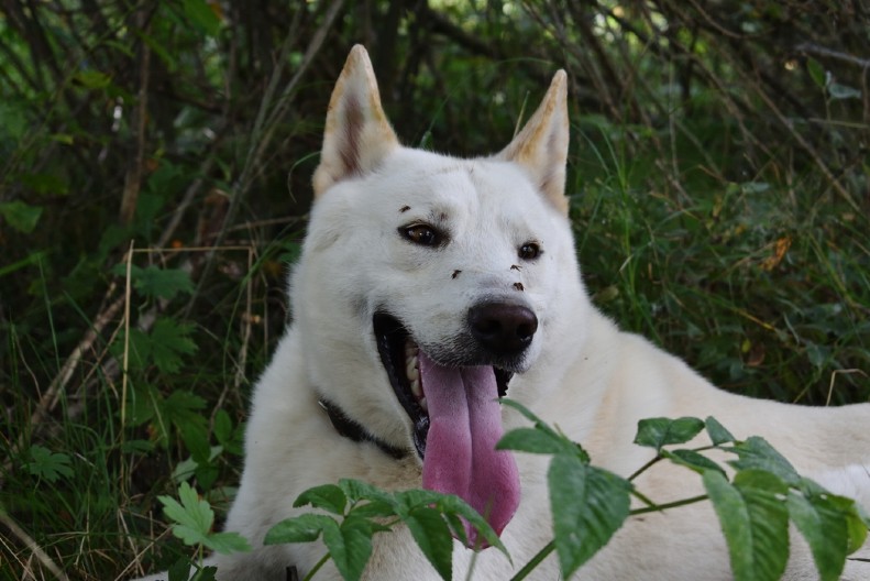 HRVAT DOBIO BATINE U PARKU Posvlađali se oko psa, a onda ga je udario u glavu
